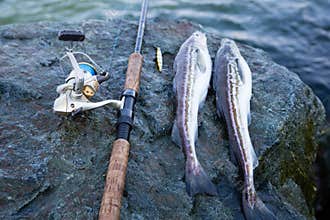 Freshly caught fish Alaska pollock and rod