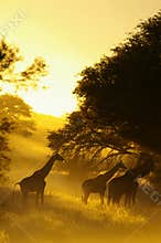 Giraffe