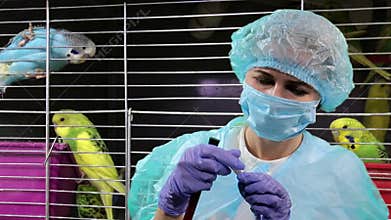 Avian flu is a large family of viral diseases