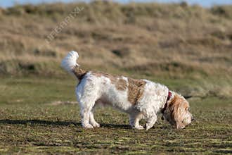 Grand Basset Griffon Vendeen hound dog picking up the scent