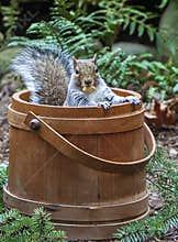 Grey Squirrel Sciurus Standing in Wood Bucket