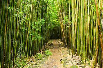 Bamboo forest