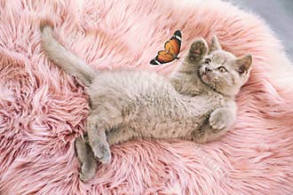 Scottish straight cat playing with butterfly on soft furry blanket