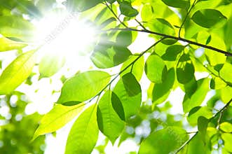 SUN RAYS THROUGH TREE BRANCHES