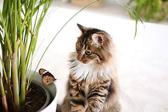 Adorable cat playing with butterfly on floor
