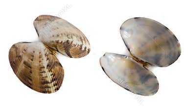 Small shell of bivalve mollusk Anadara inaequivalvis