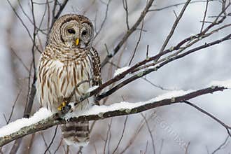 Barred Owl on a snowy branch.