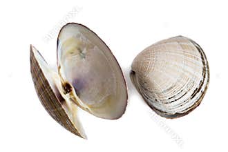 Shell bivalve mollusk of Spisula sachalinensis