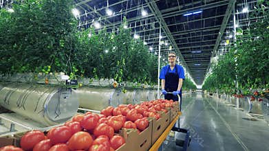 Female farmer walks in greenhouse with a cart full of tomatoes.