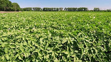 Potato plants in white bloom. Green flowering potato bushes planted in rows on a farm field. Potato growing, crop