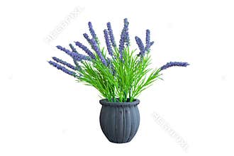 Salvia blue flowers In an ancient vase