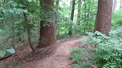 My Walk Through the Forest