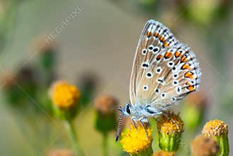 Beautiful butterfly