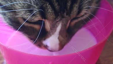 Cat drinks cold milk from a pink bowl