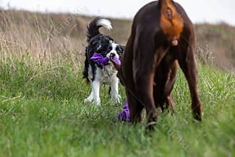 Doberman dobermann and border collie dogs are playing together pulling a toy in a field on green grass. Horizontal