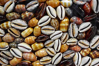 Bright seashells set as background, sea shells collection . Clip art. Texture of the shells, close-up background.top view