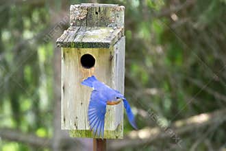 Male Bluebird Leaving a Nesting Box