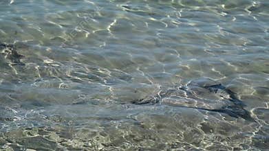 Bat ray swimming in Hopetoun beach Western Australia