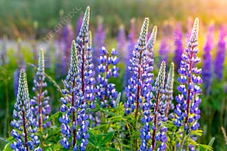 Lupine flowers blooming on a meadow