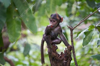 Olive baboon baby Papio anubis Anubis baboon Cercopithecidae Old world monkey