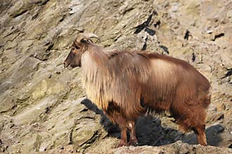 Himalayan tahr