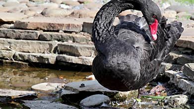 Black swan bird standing near water pond