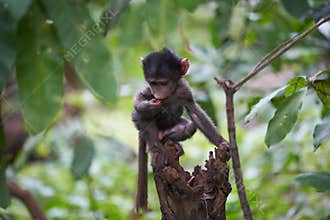 Olive baboon baby Papio anubis Anubis baboon Cercopithecidae Old world monkey