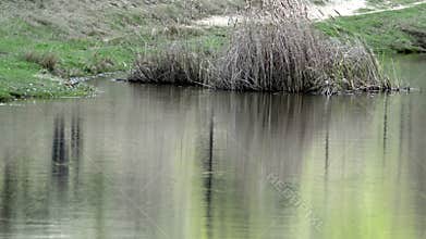 Wind blowing at lake, moving plants, trees and bushes