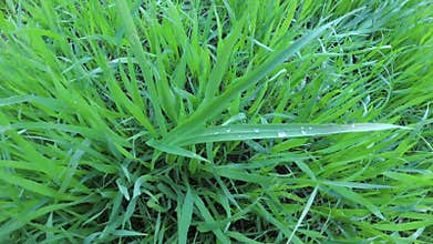 Dew on green grass. Close up