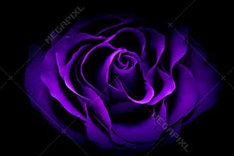 Beautiful romantic purple rose against dark background