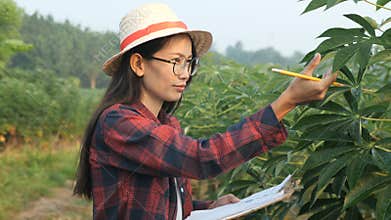 Portrait of young asian farmer smiling in cassava fields