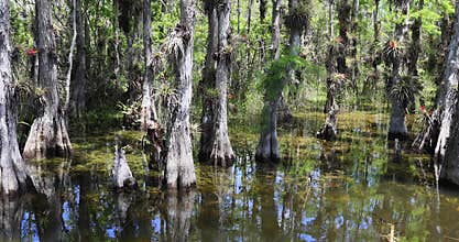 Florida Everglades Cypress National Park swamp