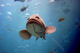 Fish