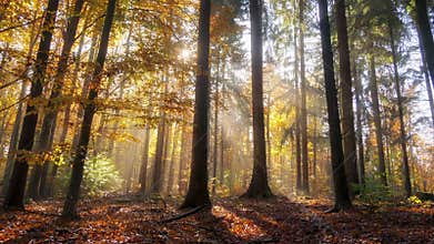 Gorgeous autumn forest scenery, time lapse