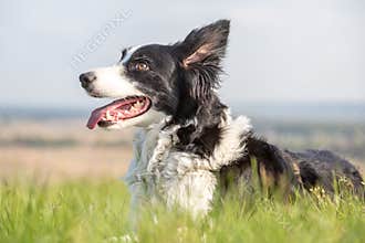 A border collie dog lies in the green grass with his mouth open and looks away. Portrait on a sunny day. Horizontal