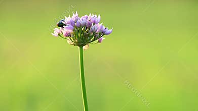 Wild or mouse onion flower