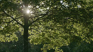Allergy season pollen. Shot in 4k.