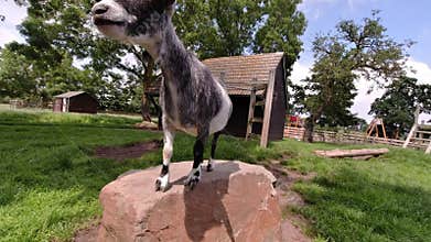 Farm animals. Goat state on rock