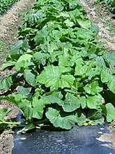 Young pumpkin plants with black plastic mulch layer, Keremeos, Okanagan Valley, BC, Canada