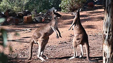 Male Kangaroos martial arts fight in Australia
