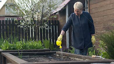 Caucasian senior female gardener in gloves watering the beds with plant seeds.
