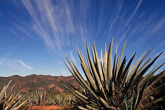 Agave Plants