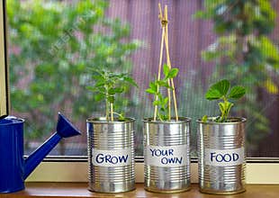Vegetable seedlings growing in reuse tin cans with grow your own food labels on window ledge, garden background