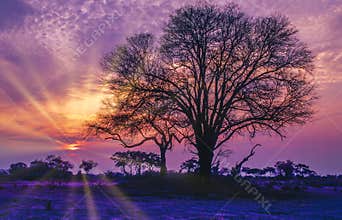 Africa-Acacia tree silhouette in Tanzania