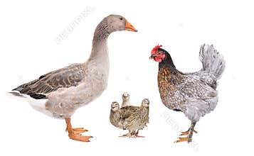 Farm birds