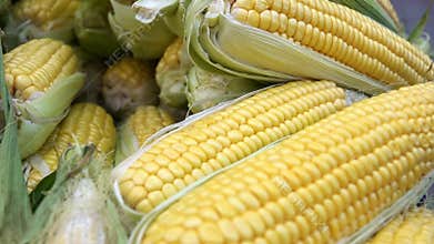 Organic Raw Vegetable Corn