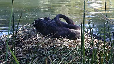 Female black swan building a nest