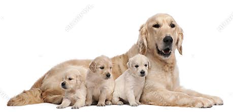 Golden Retriever mother, 5 years old