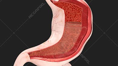 Human Stomach Movements During Digestion