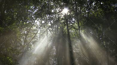 Heavenly light in the forest
